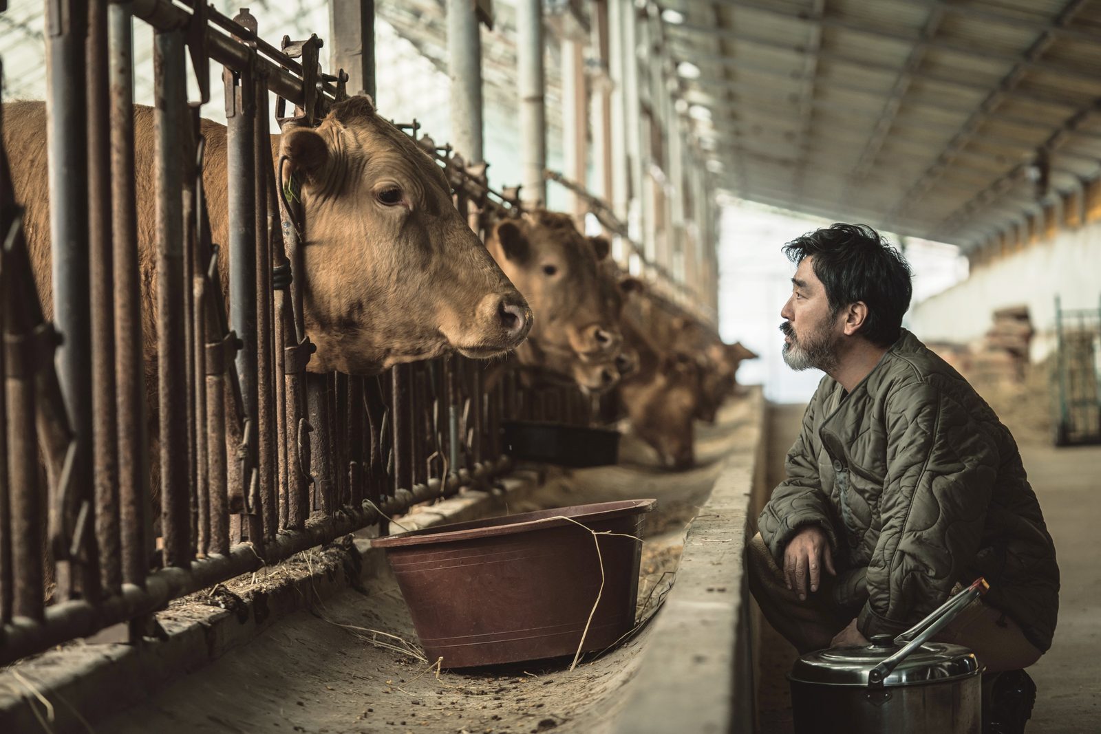 Homem de barba grisalha agachado de jaqueta acolchoada verde olha para uma vaca num estábulo, em cena de Cattle Run